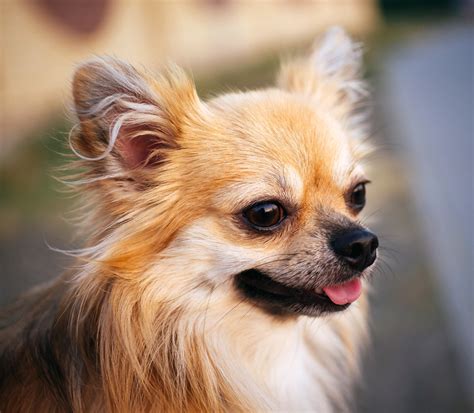 Chihuahua: Rasseportrait | HUNTER Magazin