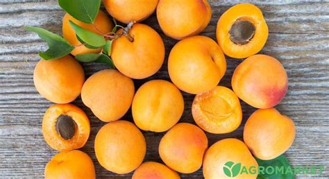 Абркосы: польза и вред, полезные свойства и витамины плода - Agro-market