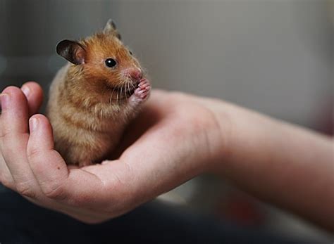 premium photo  hamster
