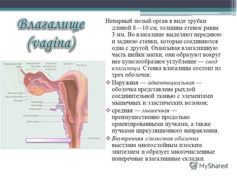 Презентация на тему: "Анатомия половой системы человека. К мужским ...
