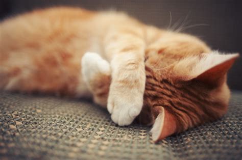 how to get cat urine smell out of furniture