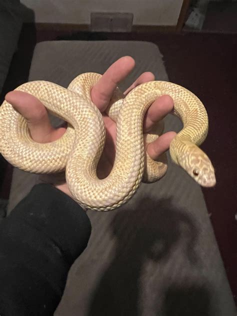 My ABSOLUTE favorite Kingsnake in the world…. : r/kingsnakes