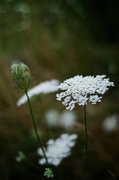 Julia Ann Photos, Download The BEST Free Julia Ann Stock Photos & HD Images