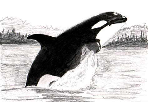 Orca Sketch at PaintingValley.com | Explore collection of Orca Sketch