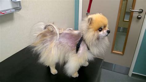 how to cure alopecia in dogs