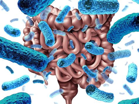 What is the Human Microbiome and Why is it so Important to Your Health ...