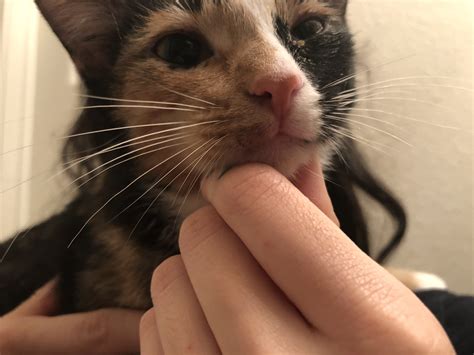 how to know if your cat has ringworm 5