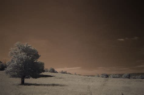 (x-post from /r/EarthPorn) Tree in Field, Caddo Gap, Arkansas, US