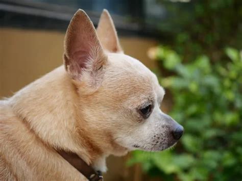 Teacup Chihuahua Pom Mix: Perfect Pal! - The Chihuahua Guide