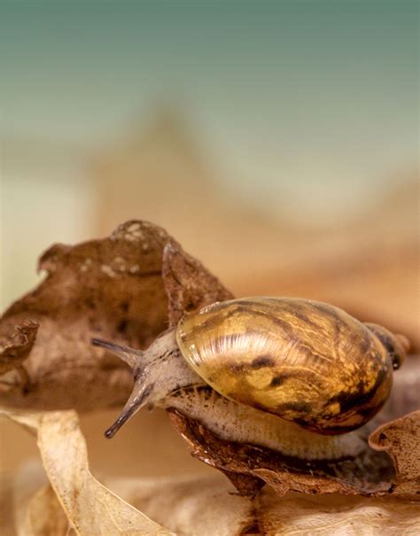 Chittenango Falls State Park | New York State Parks and Historic Sites Blog