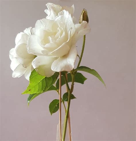 life  roza   pictures