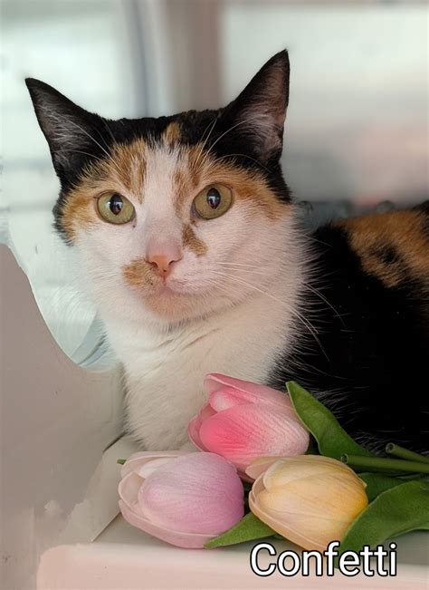 Genesee - Adopted! Confetti #37952 🎊 an adult female cat available to