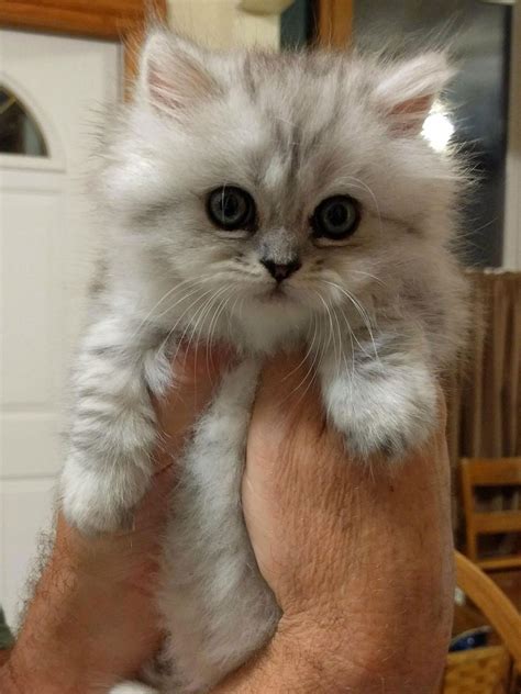 Are Munchkin Cats Small at Juan Bradley blog