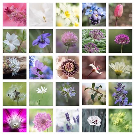 25 flowers | 25 flowers in my garden during Lockdown for 100… | Flickr