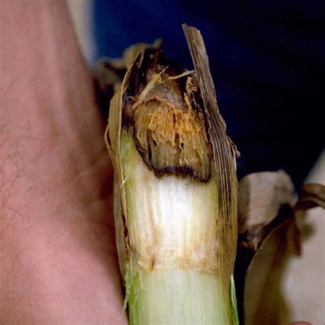 bacterial stalk rotsoft rot pestoscope