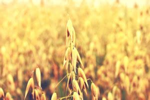 wallpaper search cccc wallhavencc