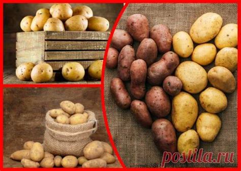 Как сохранить картошку свежей и вкусной до нового урожая — разбираем ...