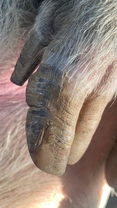 do pigs have hooves 7