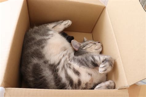 Unboxing Feline Fun: Why Cats Can't Resist a Cardboard Box - Hunter Games Magazine