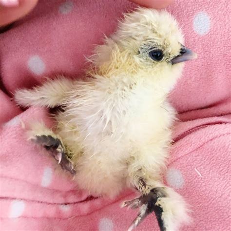 Hatching Baby Chicks | Miracle of Life