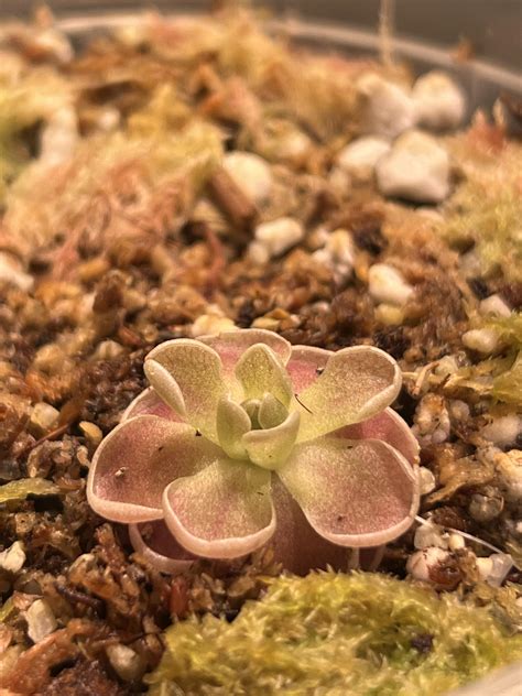 Pinguicula Debbertiana : r/Pinguicula