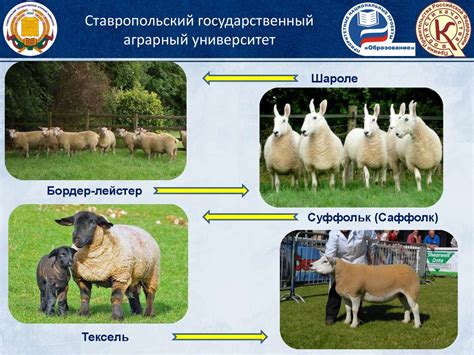 Овцеводство. Технология производства и переработки продукции ...