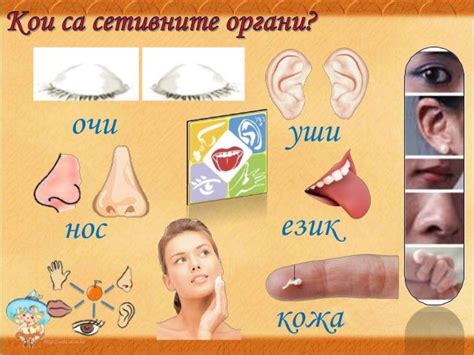 Аз и моето здраве, Органи на човешкото тяло - ЧП, 3 клас, Булвест