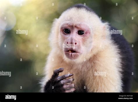 White faced capuchin monkey in its natural jungle habitat Stock Photo ...