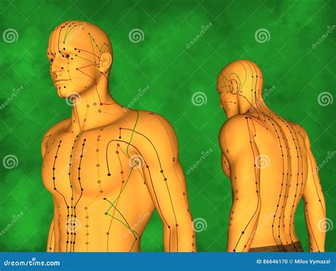 Human Acupuncture Model stock illustration. Illustration of education ...