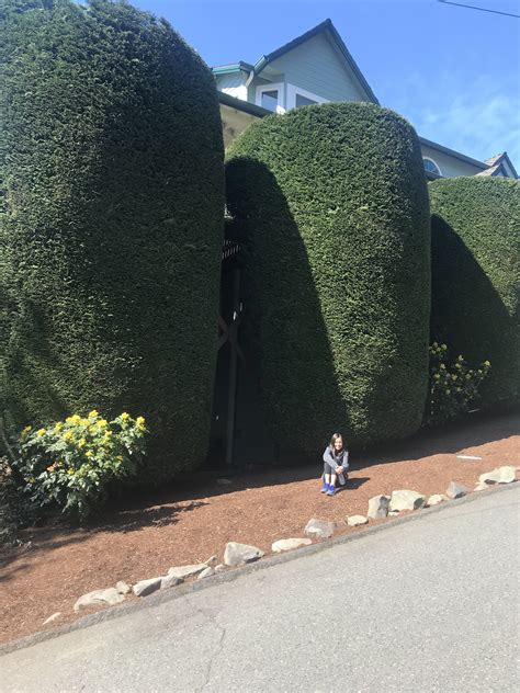 my neighbor has some huge hedges! : r/mildlyinteresting