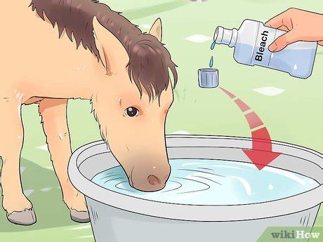 How to Care for a Miniature Horse (with Pictures) - wikiHow