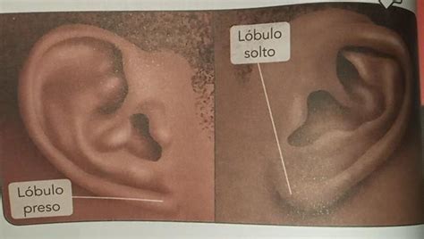 Lobo Orelha Solto - TO pavilhão auricular é mais conhecido, no dia a dia, como orelha. Os ...