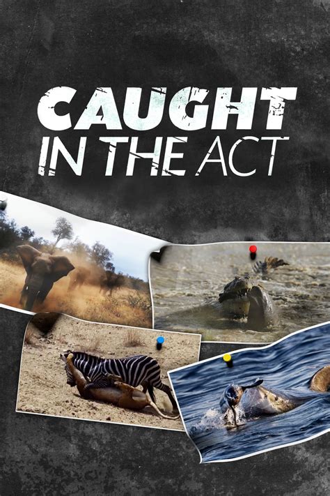 Caught in the Act (TV Series 2007- ) - Posters — The Movie Database (TMDB)