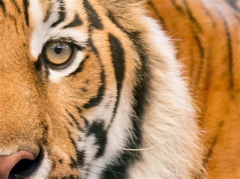 Tiger im WWF-Artenlexikon: Zahlen & Fakten