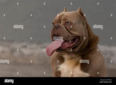 close    face   american bully breed dog sitting