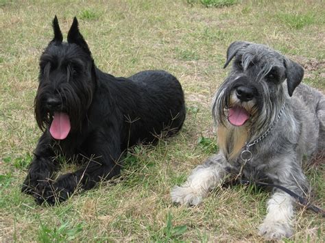 Standard Schnauzer Info, Temperament, Puppies, Pictures