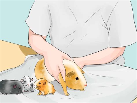 can guinea pig dirty step by step 9