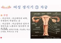 여성생식기 여성생식기구조 월경주기 에스트로겐 프로게스테론 수정과임신 분만 유즙분비 분만후월경주기 - 의약학