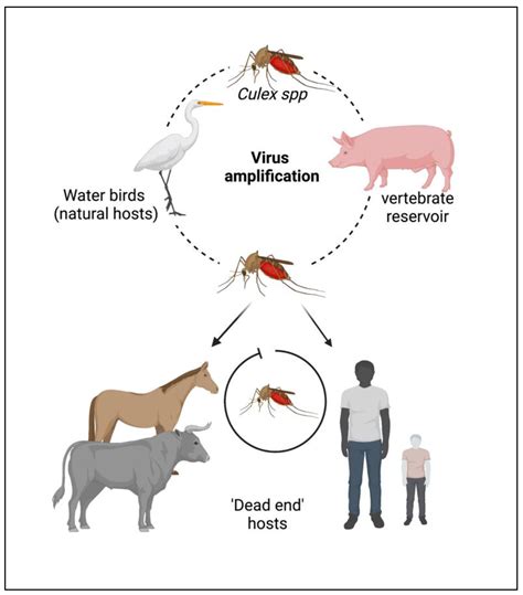 Japanese Encephalitis Virus: An Update on the Potential Antivirals and