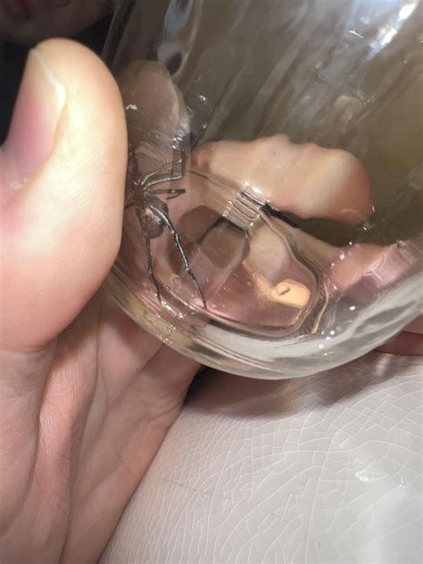 Small black spider, Pacific NW (Outside of Boise) in Idaho. : r/spiders