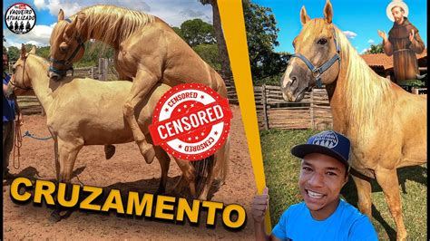 Cavalo E Éguas Cruzando - Cruzamento Égua Diana Noble e o Cavalo Rei Winnidoc - YouTube