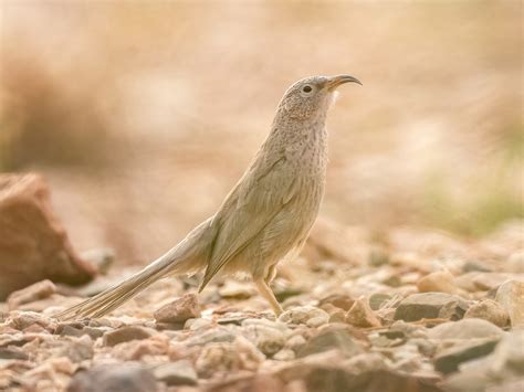 arabian babbler argya squamiceps birds   world