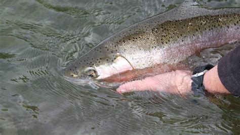 NSW trout season opens on Saturday of the October long weekend | Daily
