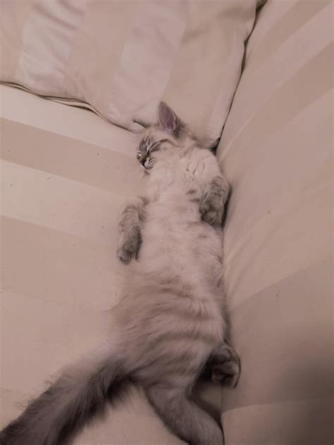 Weird sleeping positions : r/MarcyEnthusiasts