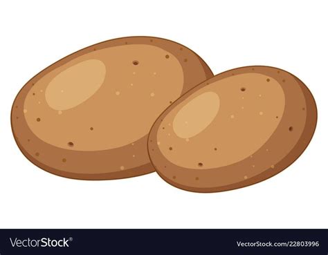 A potato on white background vector image on VectorStock | Fruit ...