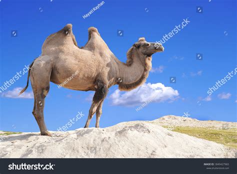 Bactrian Camel Two Humps Camel Stock Photo 1849427965 | Shutterstock