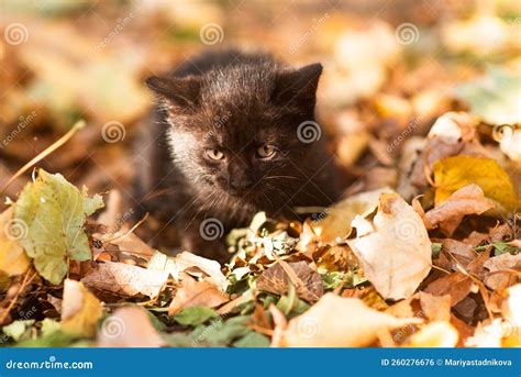 Cute Fluffy Kitten among Yellow Leaves in Autumn Stock Photo - Image of ...