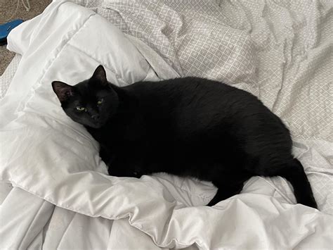 White cock | Black pussy : r/FiftyFiftySFW