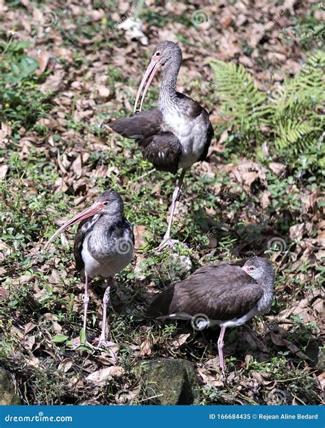 White Ibis Bird Stock Photos. White Ibis Juvenile Birds Close-up