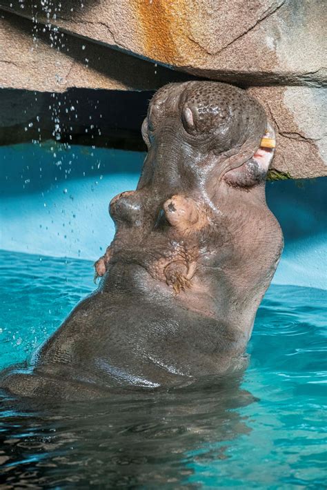 Milwaukee County Zoo's Patti the Hippo has died - WTMJ